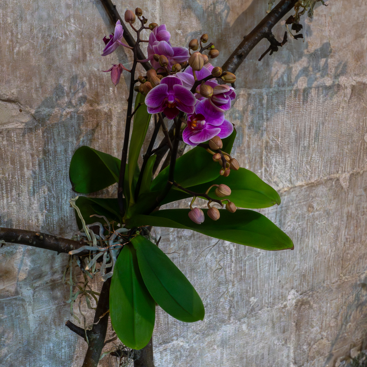 Photography by Chris Allington